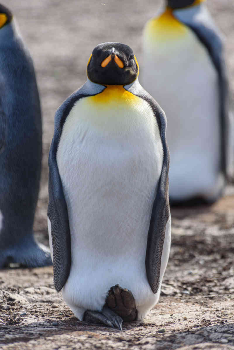 Pingüino Rey - islas Falkland o Malvinas 03.jpg